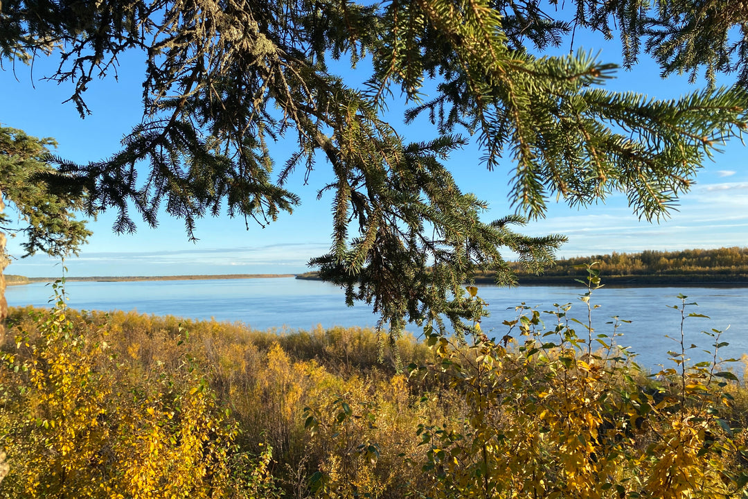 Northern Canada's green landscape with water in background.