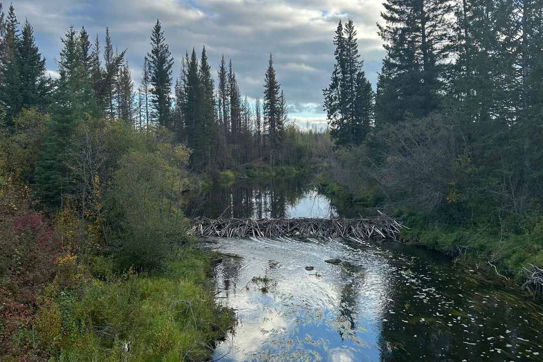 beaver dam northern canada